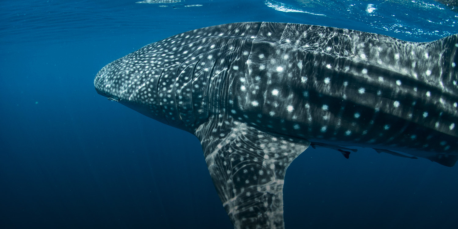 Whale Shark Season